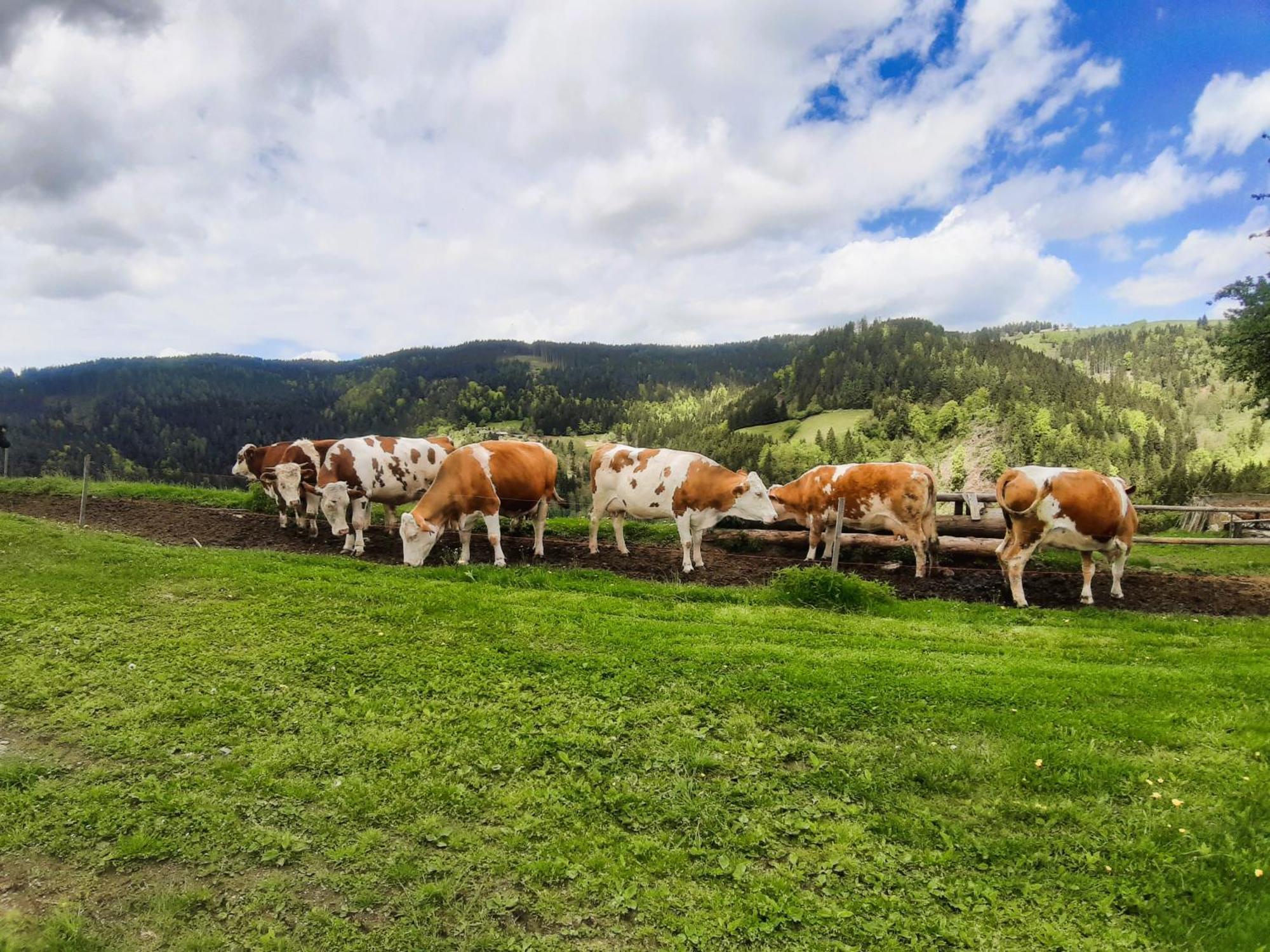Apartments Organic Tourist Farm Gradisnik Prevalje Εξωτερικό φωτογραφία