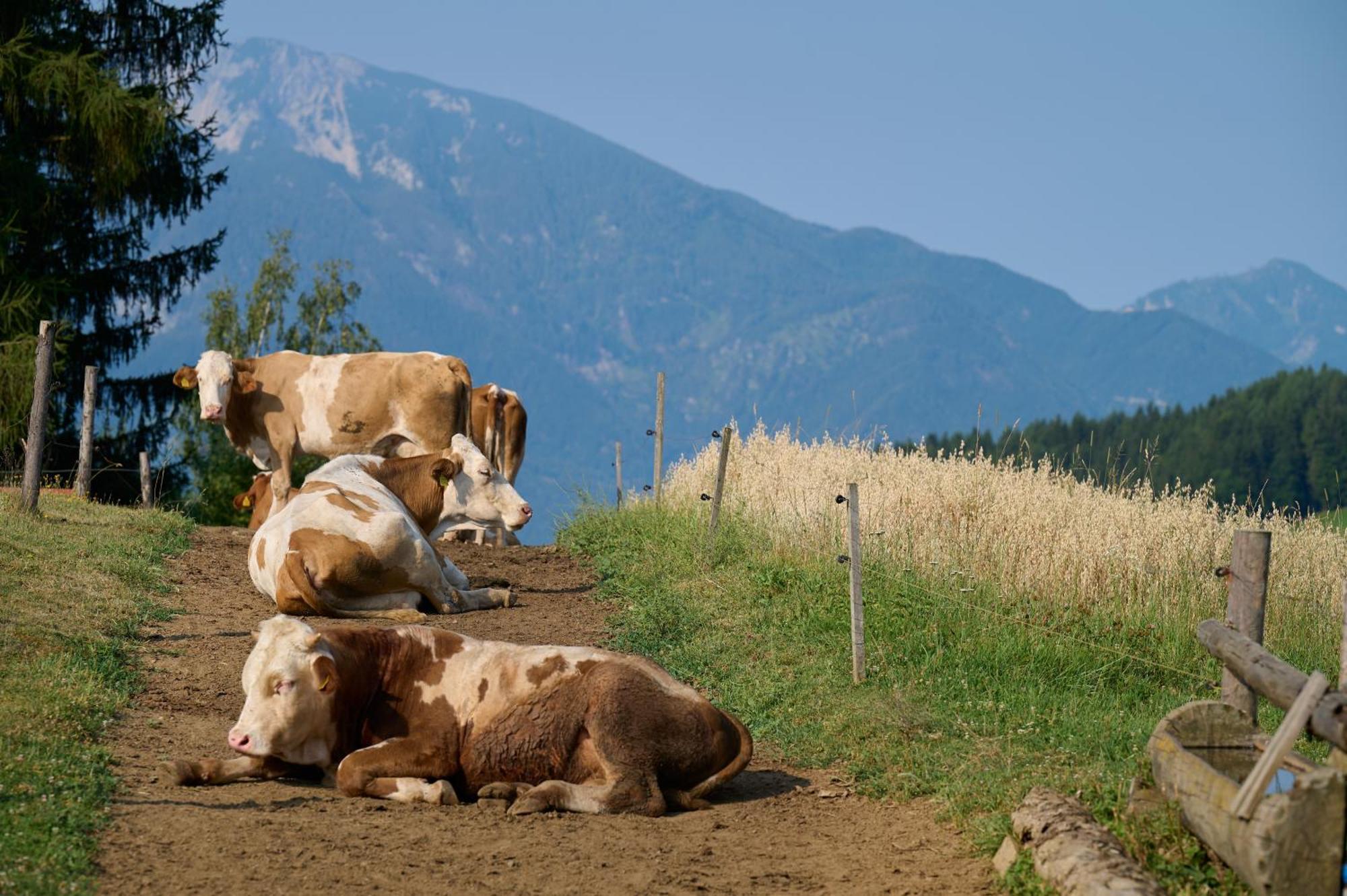 Apartments Organic Tourist Farm Gradisnik Prevalje Εξωτερικό φωτογραφία