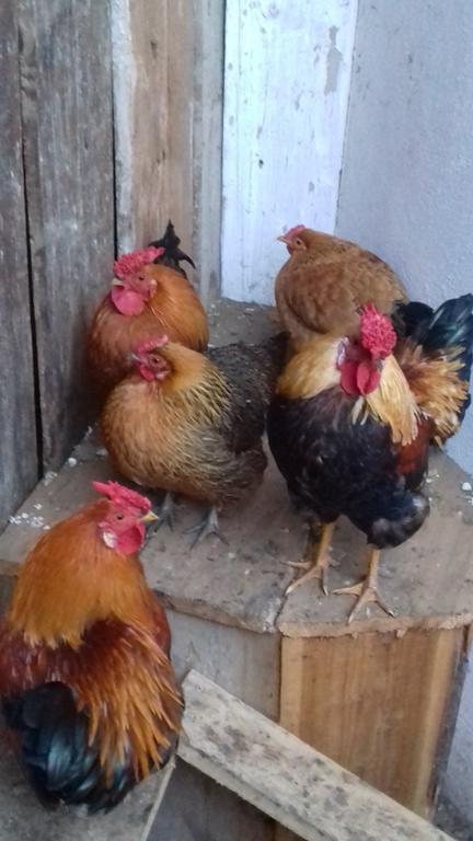 Apartments Organic Tourist Farm Gradisnik Prevalje Εξωτερικό φωτογραφία